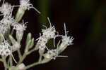 Hyssopleaf thoroughwort